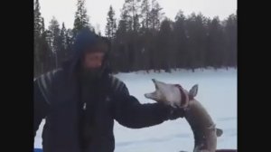 ЩУКИ МОНСТРЫ С ГУСЕНИЦУ БУРАНА! КАПКАНАМИ ЗИМОЙ В ТАЙГЕ !