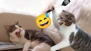 СМЕШНЫЕ КОТЫ | ЛУЧШИЕ ПРИКОЛЫ С КОТАМИ, СОБАКАМИ, КОШКИ, СОБАКИ, ЖИВОТНЫЕ, СМЕШНОЕ ВИДЕО