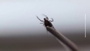 КЛЕЩИ НЕ СДАЮТСЯ