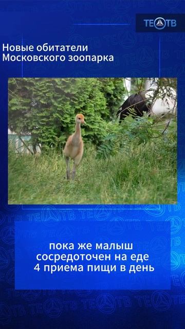 ТЕО ТВ Представляет