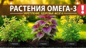 20 растений, богатых ОМЕГА-3, которые почти никто не ест