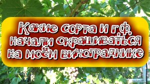 Какие сорта и гибридные формы начали окрашиваться на моём винограднике. 20.07.26