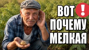 Картошка попрёт ВЕДРАМИ с куста - если положить в лунку эту горсть!