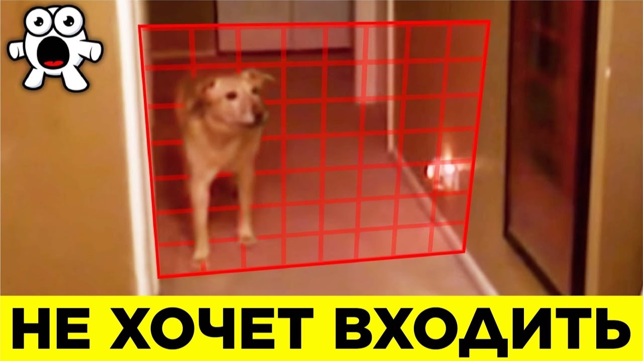 Животные, Которые Видят Больше, Чем Люди смотреть онлайн