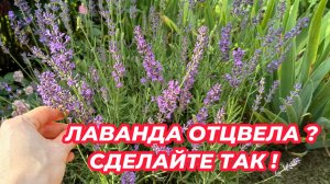 ЛАВАНДА ОТЦВЕЛА: обязательно сделайте это после цветения, чтобы она не погибла зимой!
