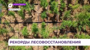 В Приморье восстанавливают леса с опережением плана