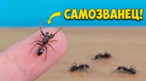Паук-шпион против муравьев! Сможет ли он их обмануть_