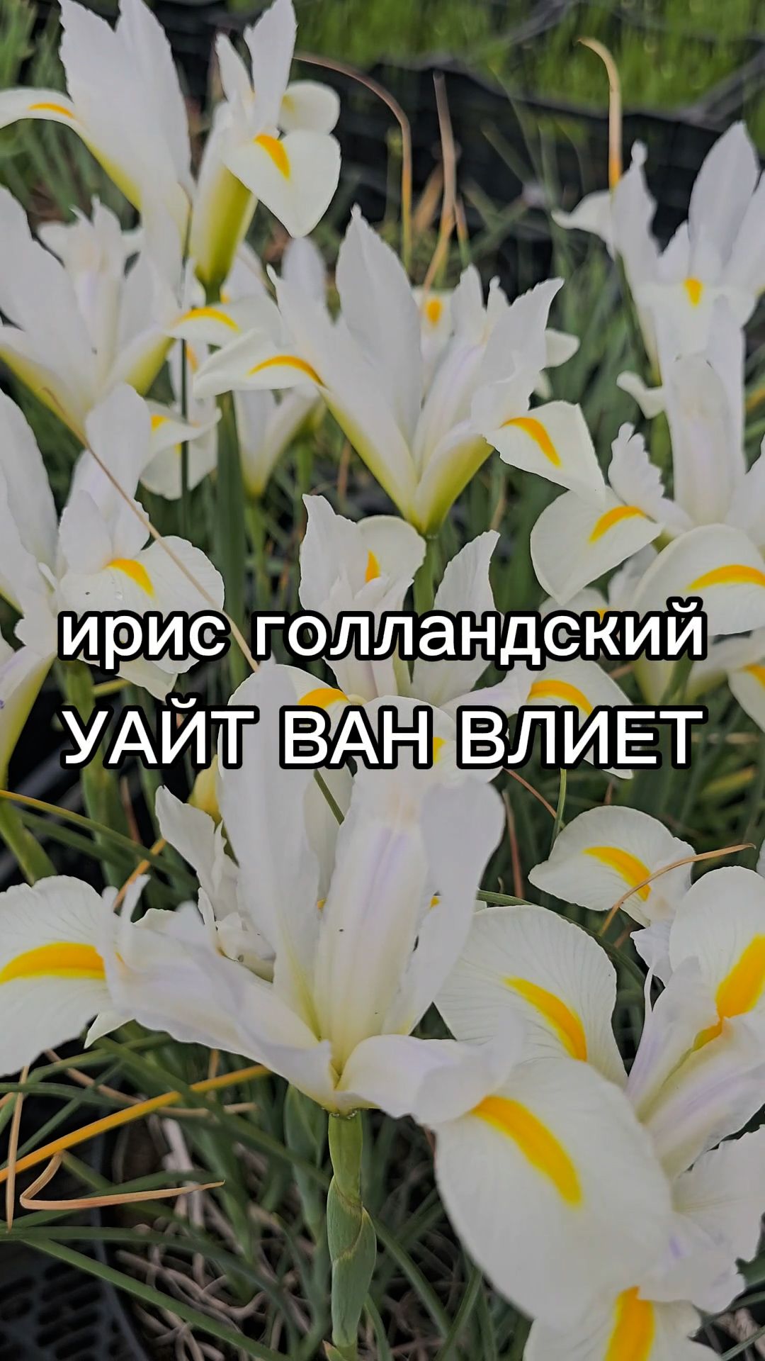Выращивание цветов