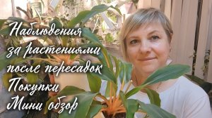 Наблюдения за комнатными растениями после пересадок. Покупки. Мини обзор