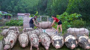 Дни, когда я выращивала свиней, продавала 60-килограммовых поросят, и приводила в порядок сад.