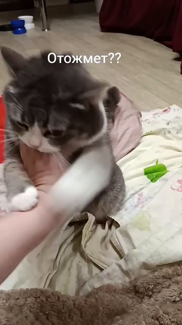 Животные. Питомцы, подворье, приколы с кошкой!