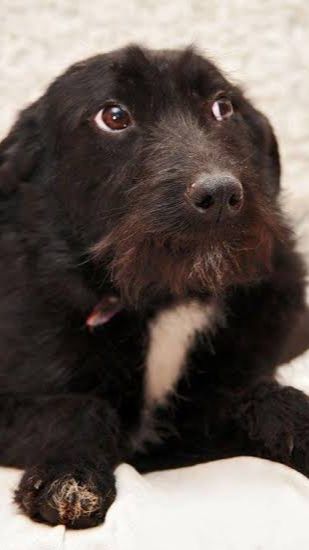 Это всегда ей будет напоминать о собаке которой не стало