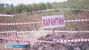 На Ставрополье обнаружили вирус африканской чумы