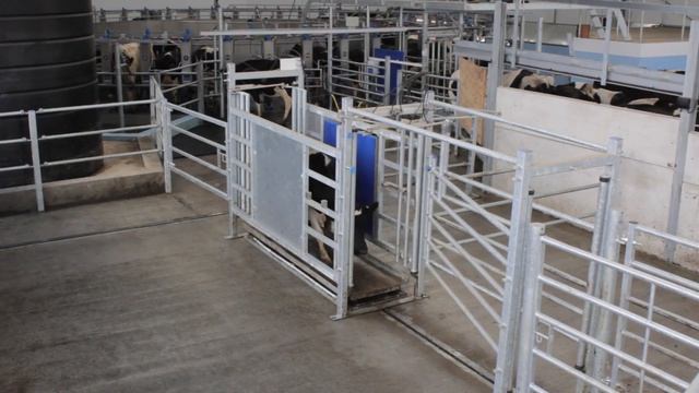 Expanding dairy farm to 600 cows with new 54 Point Rotary смотреть онлайн