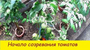 Начало созревания томатов