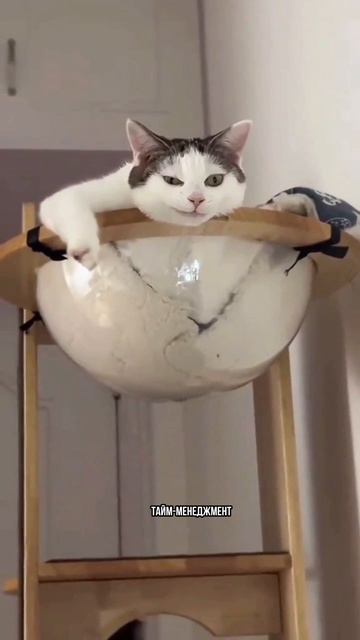 У кота никогда нет