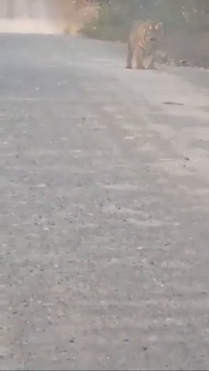 В Приморском крае двое тигров внезапно встали на пути автомобиля, вызвав у прохожих удивление и в...