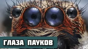 Глаза пауков