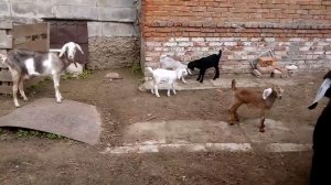 Что делают козлята во дворе?