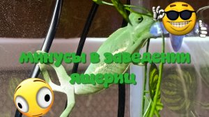 МИНУСЫ В ЗАВЕДЕНИИ ЯЩЕРИЦ * ЧТО НАДО УЧЕСТЬ В В ВЫБОРЕ ПИТОМЦА *