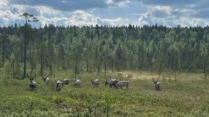 Олени сбежали из Норвегии в Россию,В России ответили на требование Норвегии вернуть сбежавших рогаты