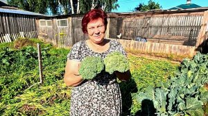 🥦 Отличный УРОЖАЙ БРОККОЛИ в любую погоду!!