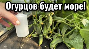 1 Литр под Куст и Огурцы прут как бешеные!