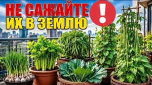 10 овощей, которые растут в горшках лучше, чем в открытом грунте