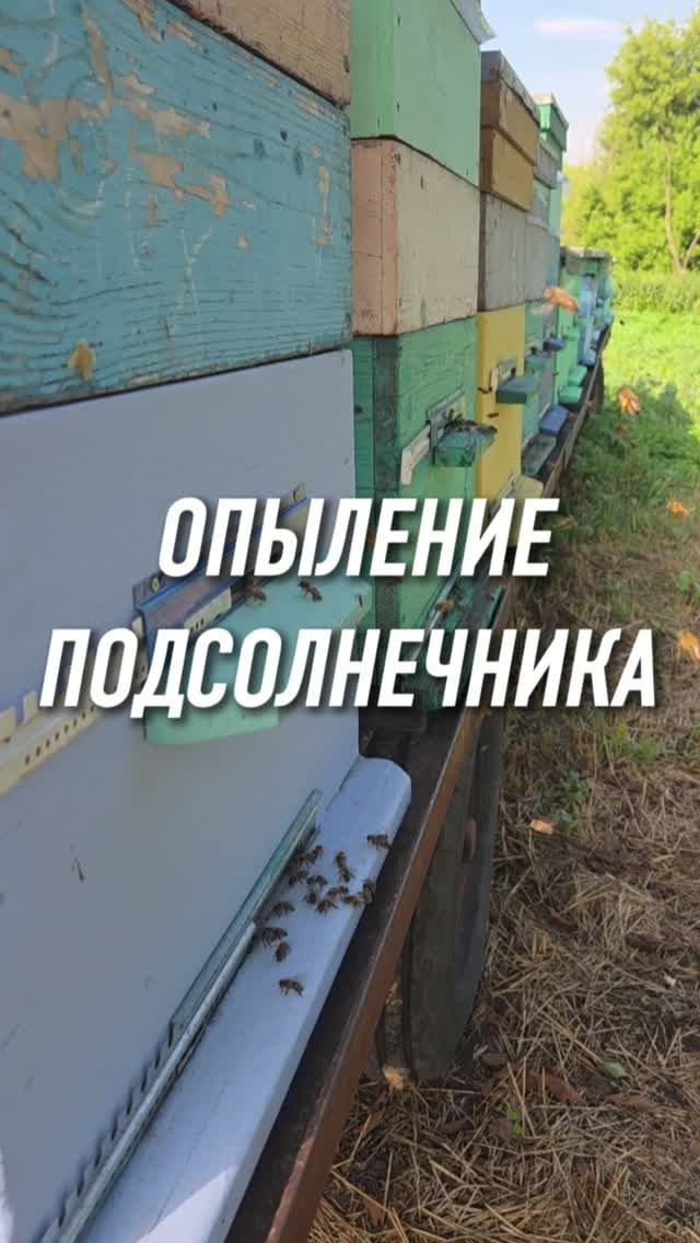 Опыление подсолнечника #AUM #YogaFerma #подсолнечник #сельскоехозяйство  #органическоеземледелие