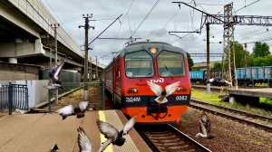 Голуби и ЭД4М 0082 сообщением Ладожское Озеро - Санкт-Петербург, прибывает на станцию Ржевка