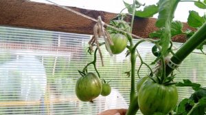 Томат Саботаж Билла Йодера.Вкусный ,мощный ,урожайный