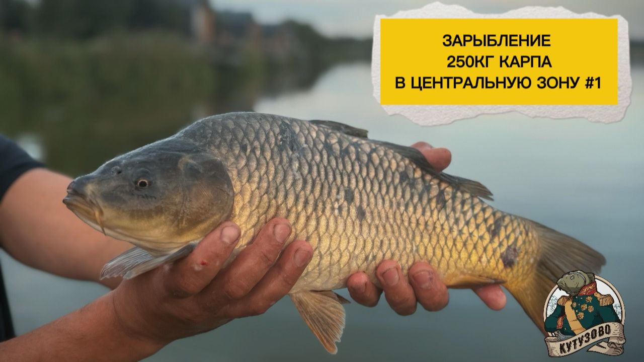 Зарыбление центральной зоны 250 кг карпа смотреть онлайн