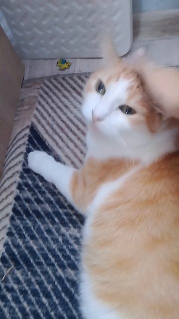 злой 😡,милашка 😊😊😊 кот 3