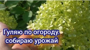 Наконец- то солнышко, бегу в огород, собрала огурцы, нашла себе работу.