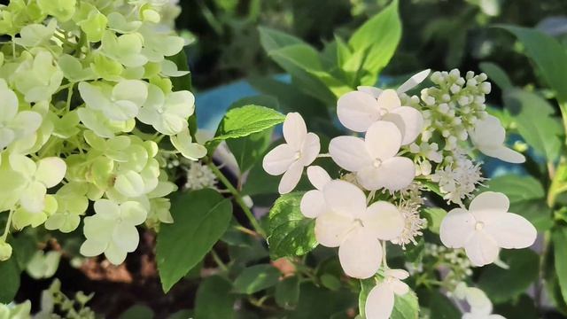 Метельчатые гортензии из серии Облака #гортензии #серияоблака #метельчатыегортензии #цветы #растения