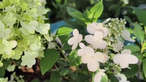 Метельчатые гортензии из серии Облака #гортензии #серияоблака #метельчатыегортензии #цветы #растения