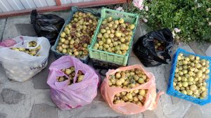 Сладкое козье молоко из груши дички