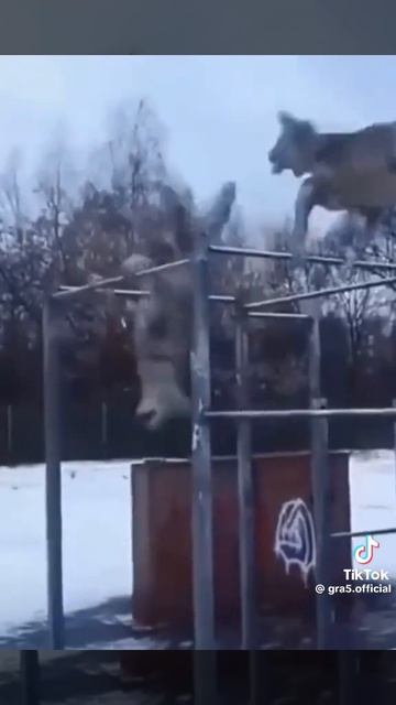 ай доля воровская 3
