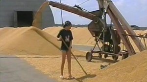 Уборка на полях ЗАО «Шумилинское». 2004 год