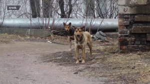 ЖИТЕЛИ САЯНСКОЙ ВНОВЬ ПОЖАЛОВАЛИСЬ НА СВОРУ СОБАК