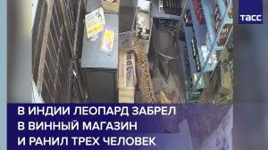 В Индии леопард забрел в винный магазин и ранил трех человек