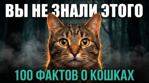 Кошки 100 фактов о хищнике, который притворился домашним питомцем!!!