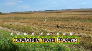 Уборка хлеба