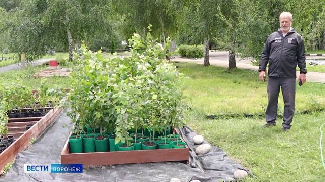 Сюжет ВЕСТИ Воронеж: эксперимент ВГЛТУ — как деревья адаптируются к климату 2050 года