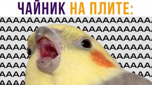 Чайник на плите))) АААААА!!! Приколы