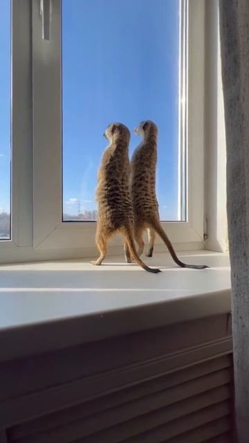 Взгляд в окно — и вы в Сукко! Взгляд в окно — и вы в Сукко!