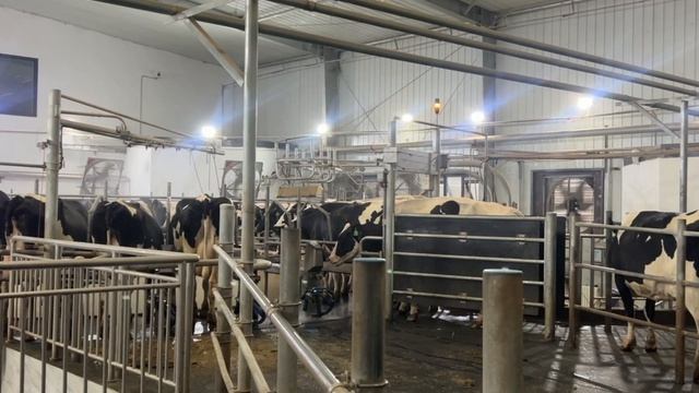 Как доят коров в Китае? 🐄