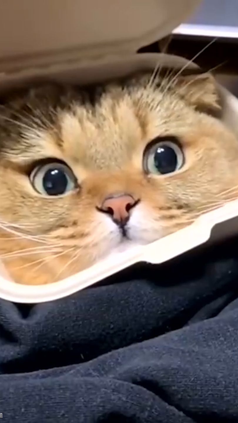 Кот в коробочке #кот #cat #kitty #animals #рекомендации #trending #trend #fun #funnyvideo #shorts