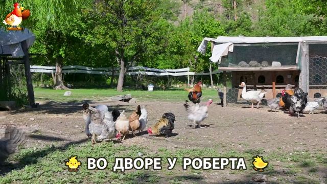 Содержание кур в домашних условиях и других птиц во дворе у Роберта 🐣🐤🦆🐔🪿🦃 (558) смотреть онлайн