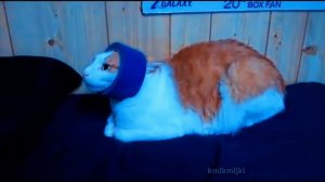 Лучшие ПРИКОЛЫ МЕМЫ 🤣🤣 BEST MEMES #15 🤣 🤣 Ржака приколы! Смешные видео приколы!